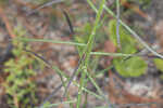 Tall ironweed